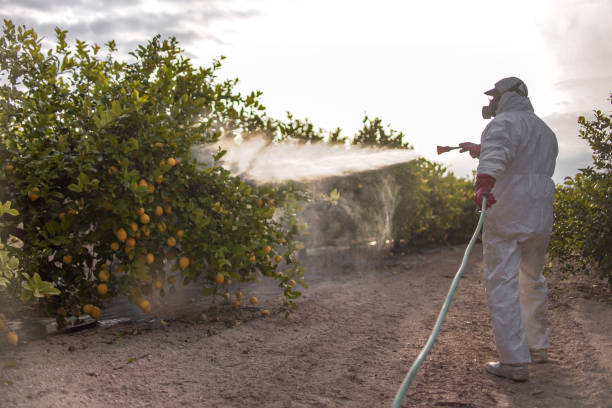 Best Emergency Pest Control  in Sale Creek, TN
